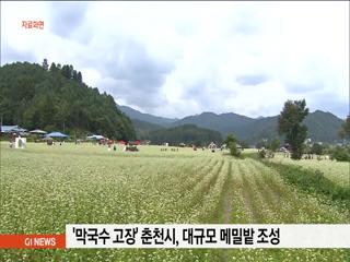 막국수 고장 춘천시 대규모 메밀밭 조성