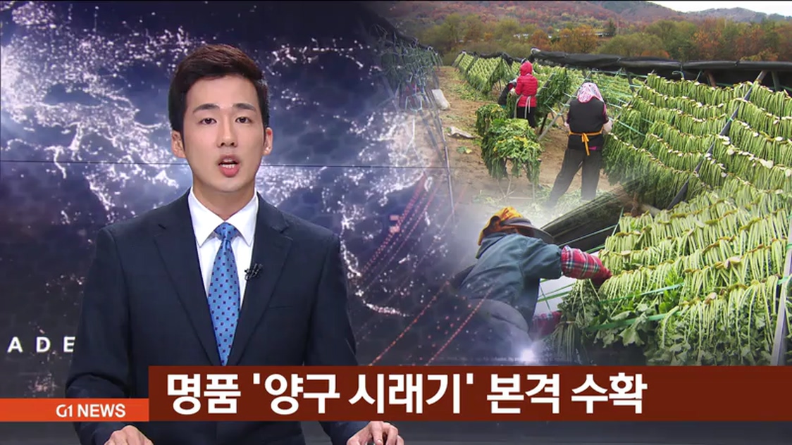 명품 양구 시래기 본격 수확