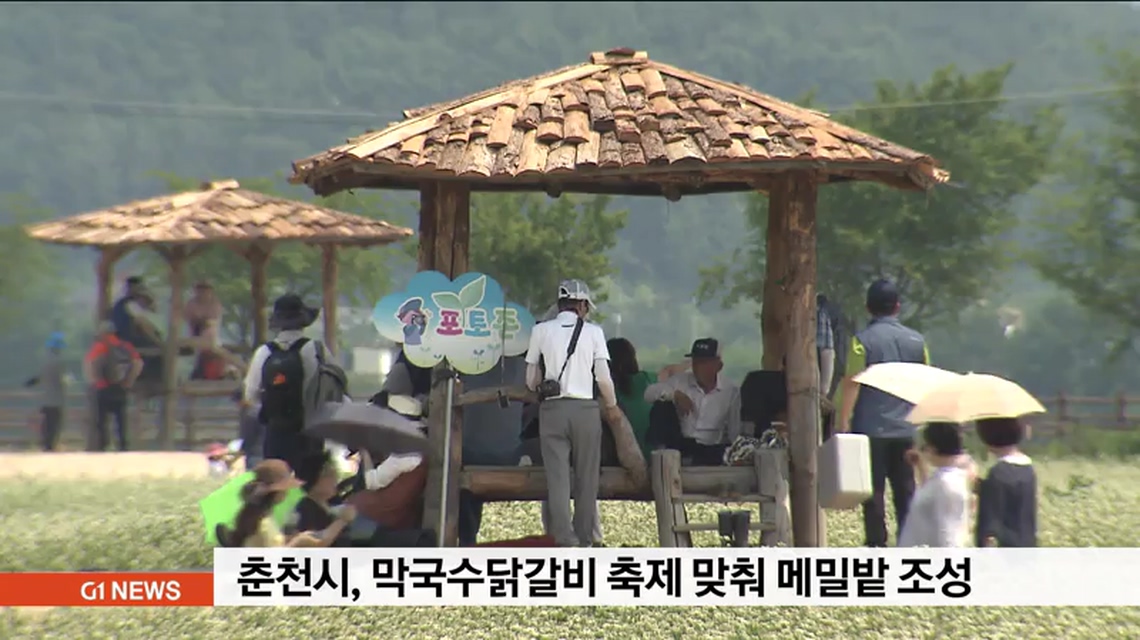 춘천시, 막국수닭갈비 축제 맞춰 메밀밭 조성