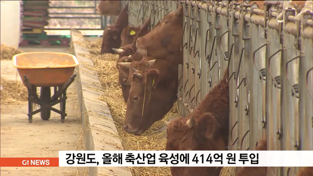강원도, 올해 축산업 육성 414억 원 투입