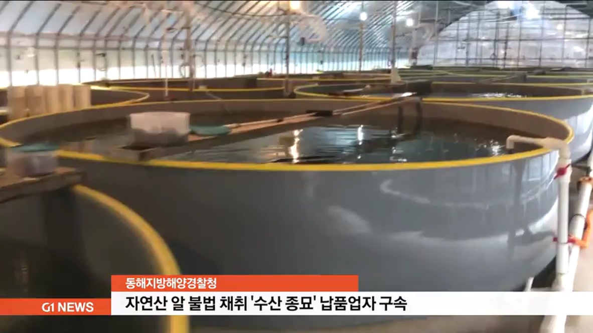 자연산 알 불법 채취 수산 종묘 납품업자 구속