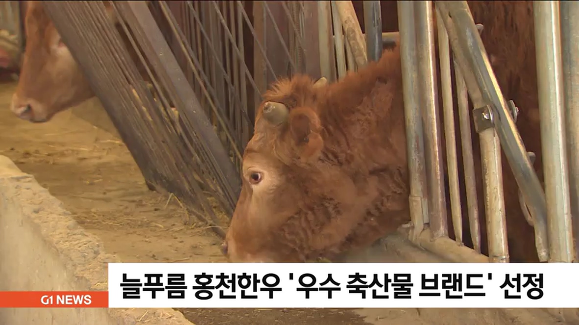 늘푸름 홍천한우 우수 축산물 브랜드 선정