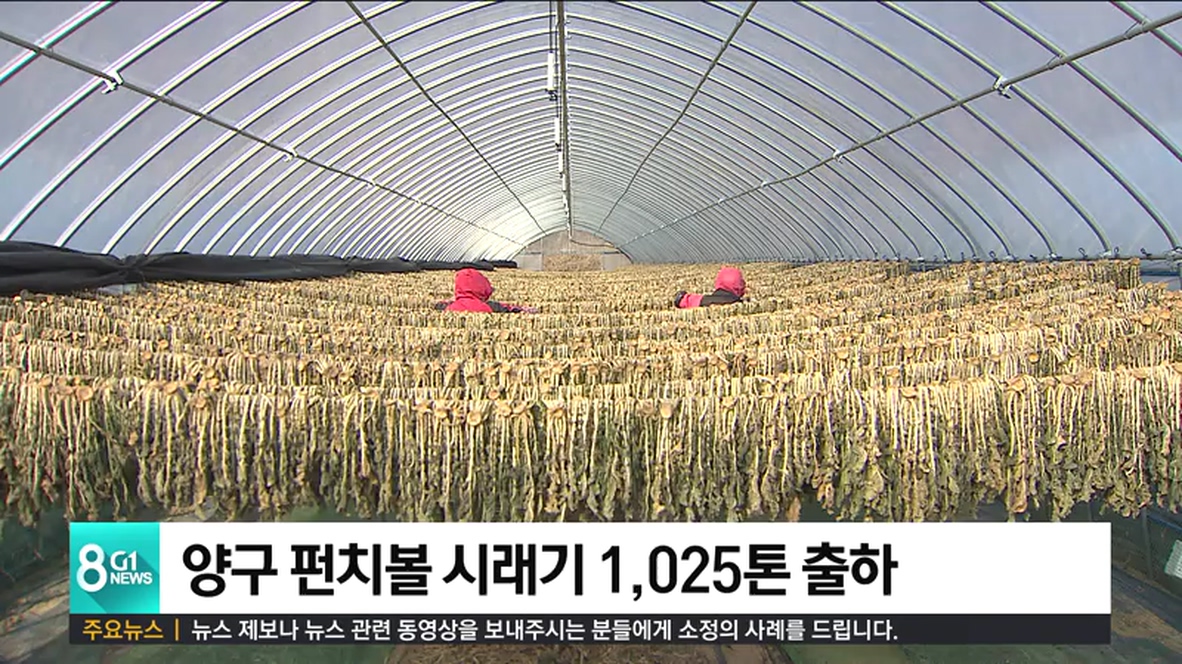양구 펀치볼 시래기 1,025톤 출하
