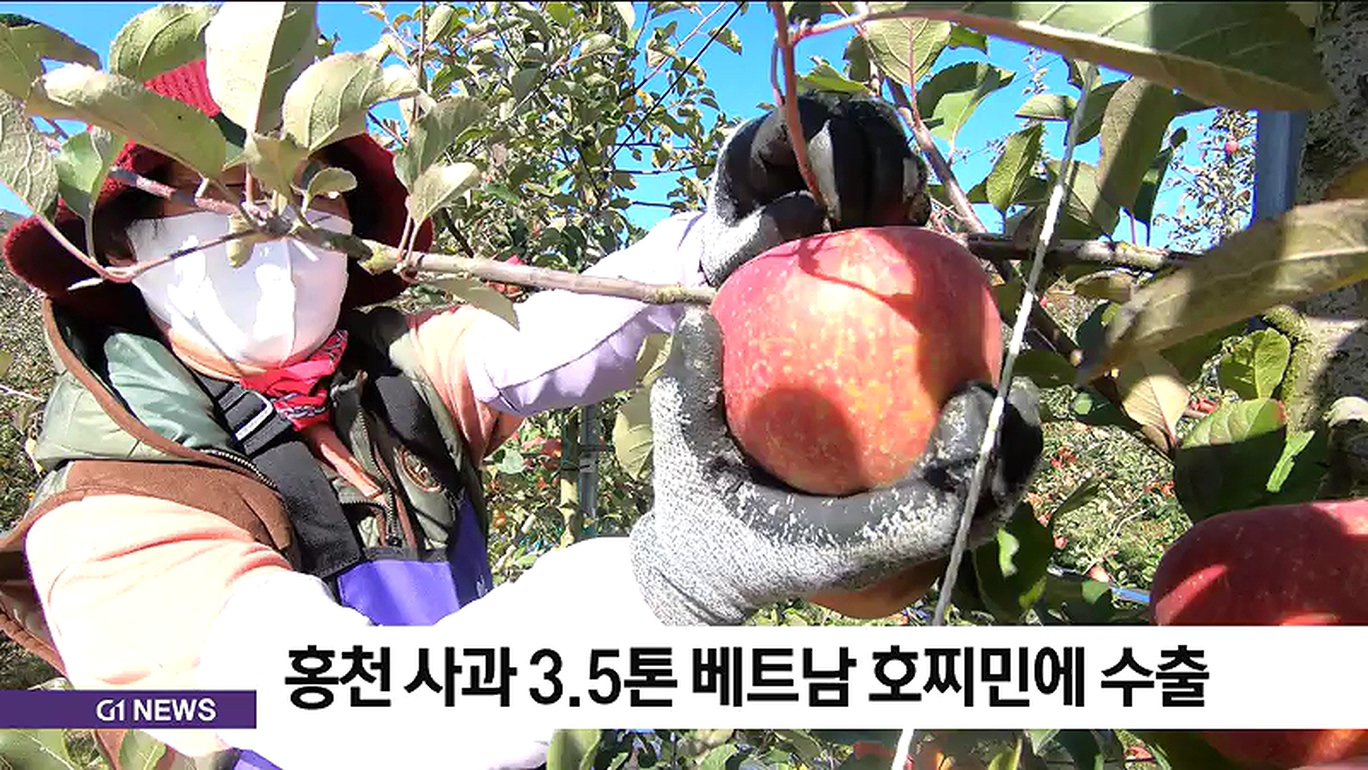 홍천 사과 3.5톤 베트남 호찌민에 수출