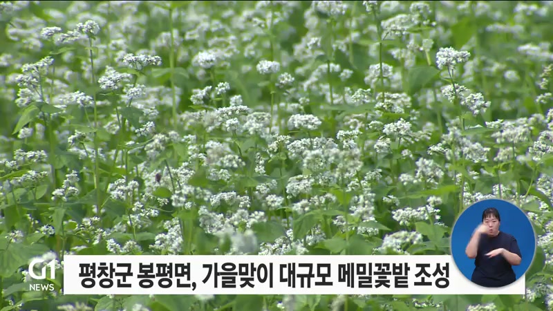 평창군 봉평면, 가을맞이 대규모 메밀꽃밭 조성