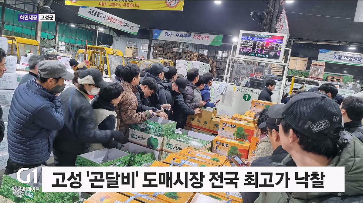 고성 곤달비 도매시장 전국 최고가 낙찰