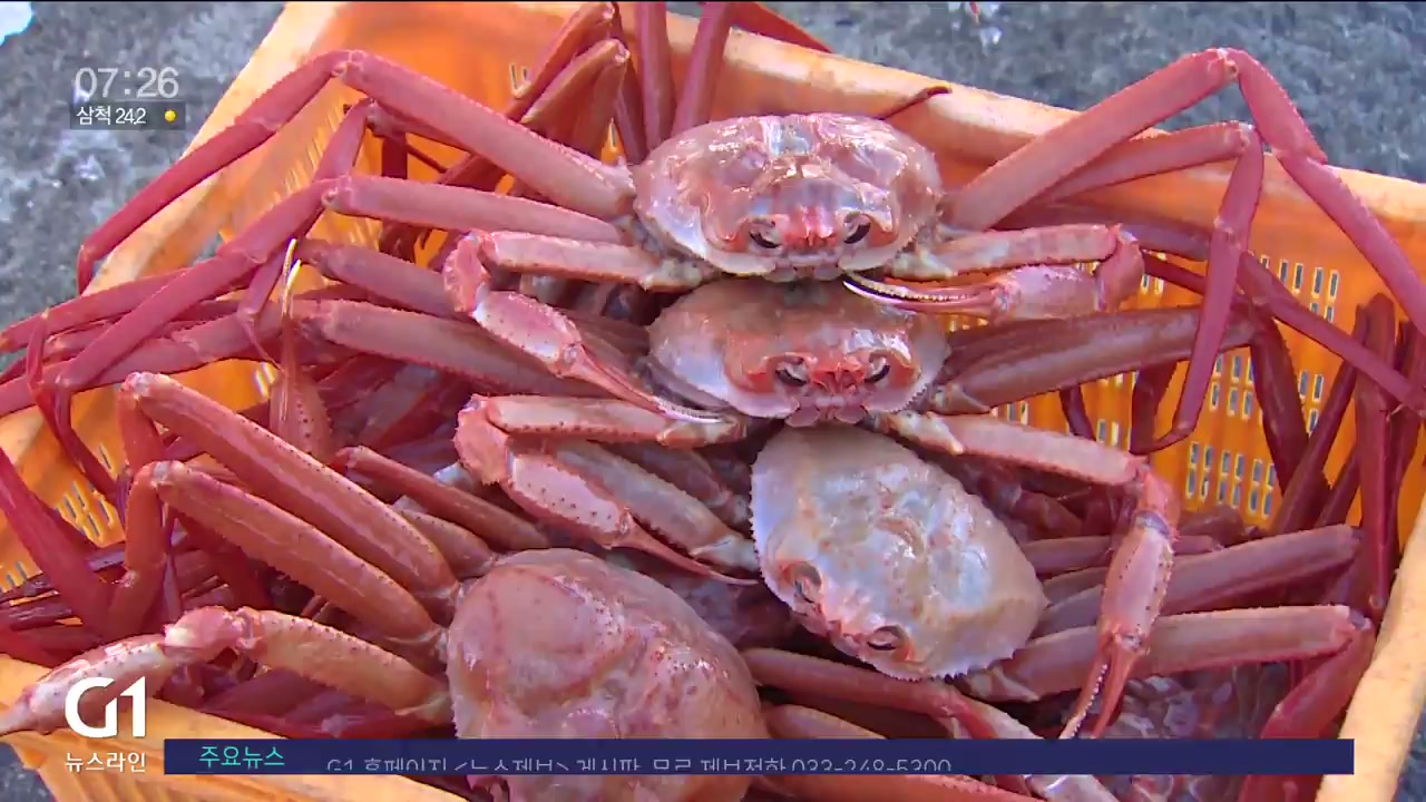 외면 받는 홍게..어민들 조업 중단