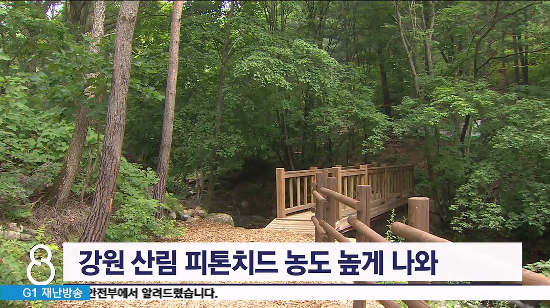 강원 산림 피톤치드 농도 높게 나와