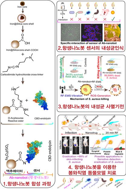 세균만 골라 죽이는 나노로봇, 항생제 내성 끄떡없어