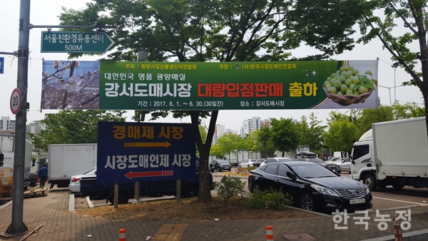 광양매실, 시장도매인을 만나다