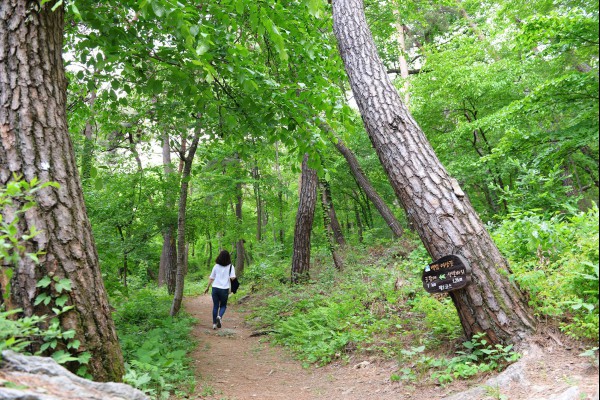 한국관광공사 추천 6월 걷기 여행길⑤ 충남 공주시 마곡사 솔바람길 1코스 백범길