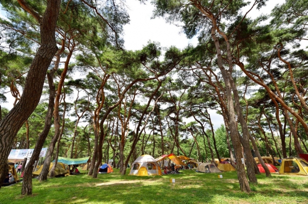 대자연 여유 즐겨요 오는 4월, 영동 송호관광지 캠핑장 개장