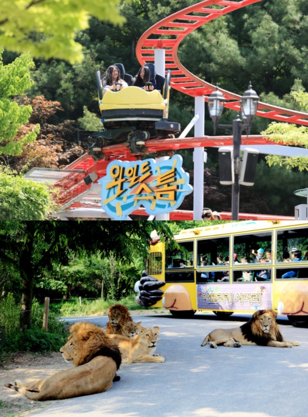 대전 가볼만한곳 어디? 핑크뮬리 한밭 수목원, 대전 오월드, 유성 국화축제, 대청호 드라이브 코스 추천