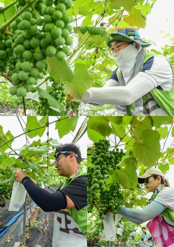 농협유통, 도농 교류의 날 맞아 포도농가 방문해 봉사 실시