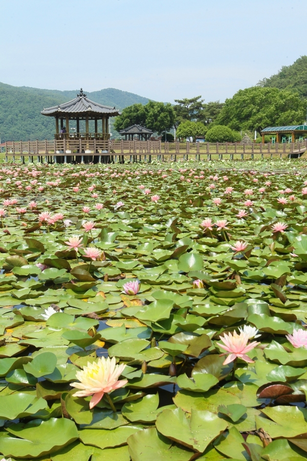 고성 상리 연꽃공원 초여름의 싱그러움 만나다