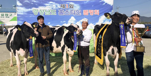 함양 삼민목장 경남 홀스타인 그랜드 챔피언 등극