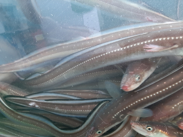 청정 남해바다 장어요리 전문점 바다수산장어 정수동 사장