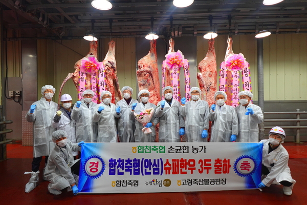 합천 한 농장에서 슈퍼한우 3마리 동시 출하