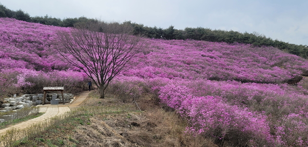 창녕 화왕산서 만발한 진달래에 빠져 들다