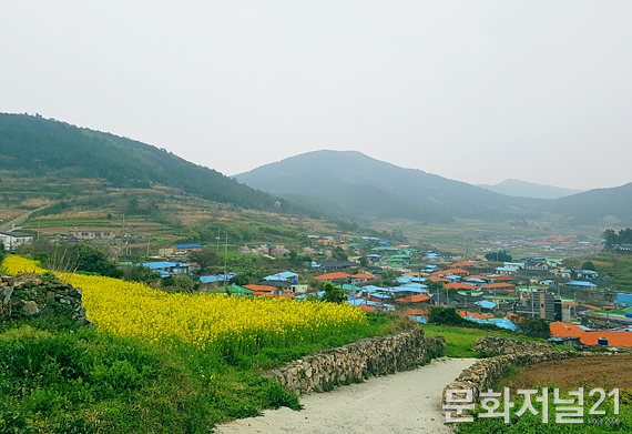 [포토] 느림의 미학, 유채꽃 만발한 청산도