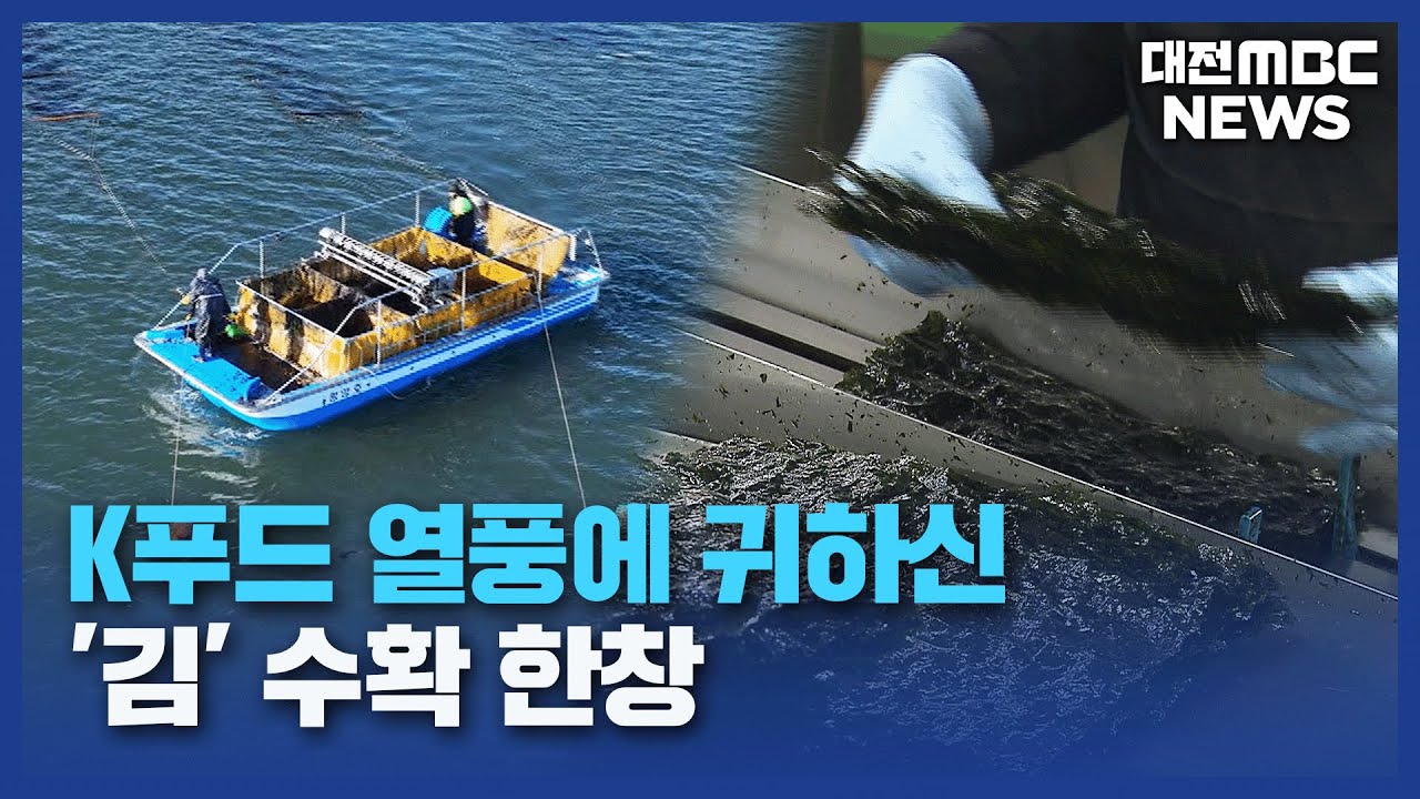 K-푸드 중심 김..서해 천수만서 수확 한창/데스크