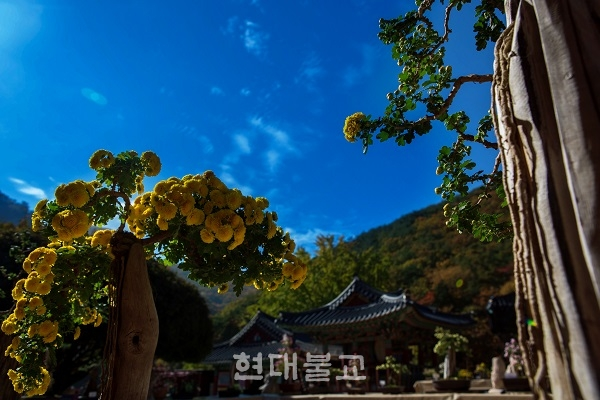 가을 담은 천년고찰 장안사 국화 향기 품다