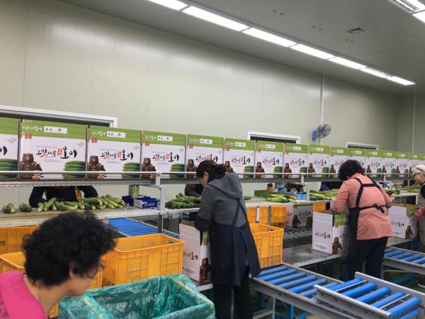 공주 고맛나루 오이 대형마트 납품 시작