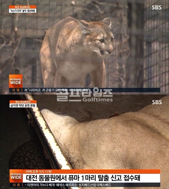 퓨마 결국 사살, 배수지 주변에 움츠리고 숨어있다가…과실 낸 직원 처벌 촉구