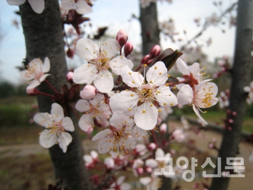 오얏나무, 자두나무