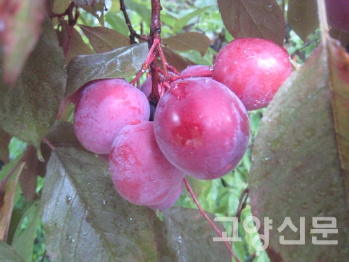 오얏나무, 자두나무