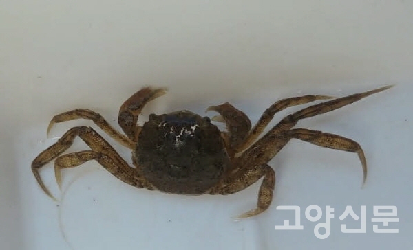 장항습지에는 국제적 멸종위기종 버들장어가 산다