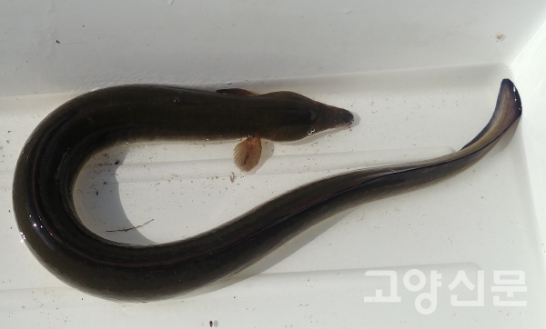 장항습지에는 국제적 멸종위기종 버들장어가 산다