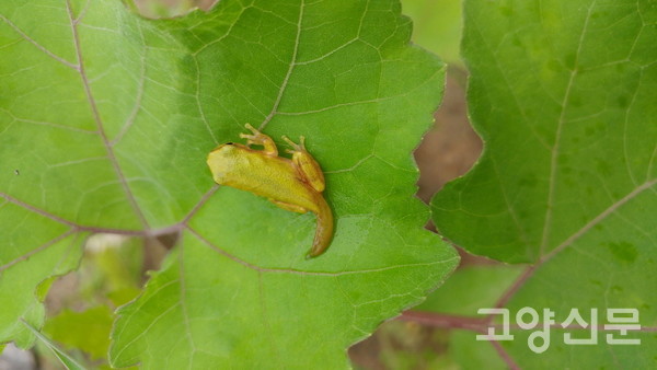 [정발산 생태이야기②] 정발산의 명가수, 청개구리