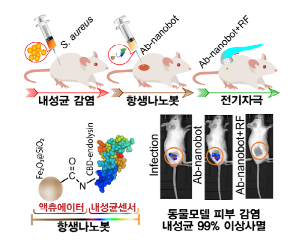 병원성 세균만 골라 활성산소 폭탄 터뜨리는 항생 나노로봇