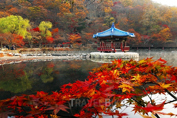 깊어가는 가을, 내장산의 붉은 유혹에 취해 볼까?