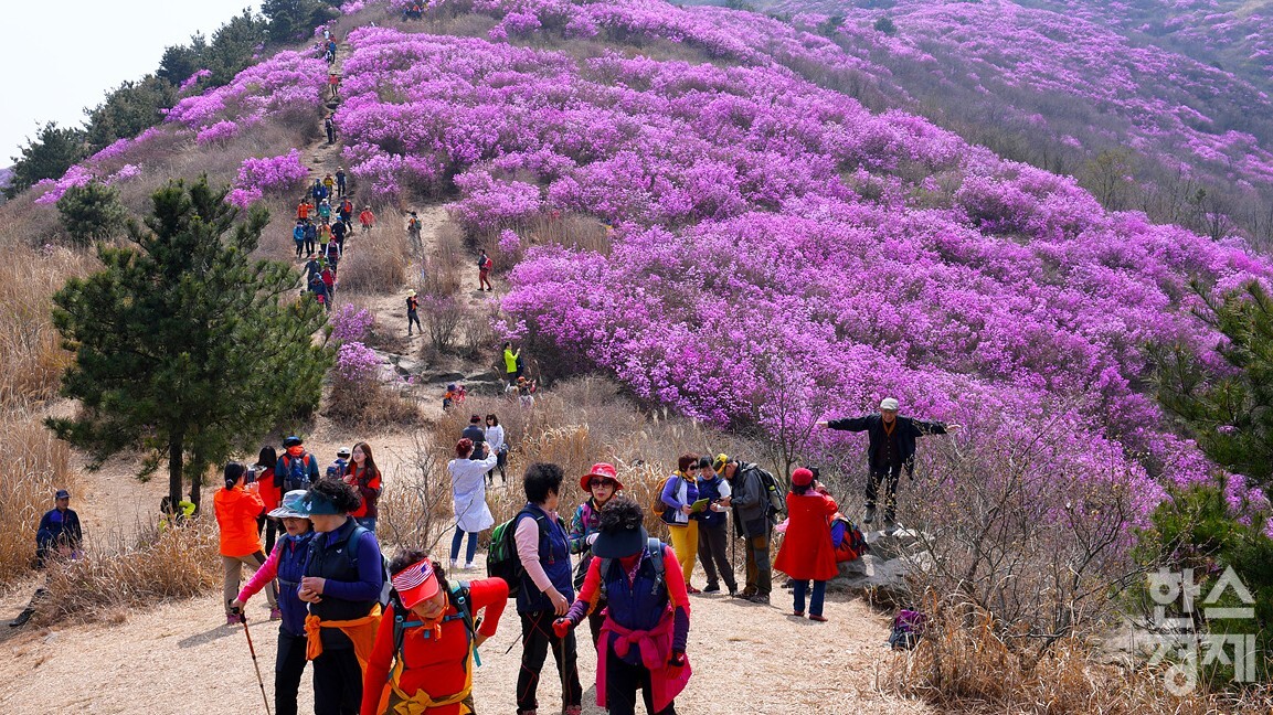 진달래 군락지 여수 진례산→영취산으로 명칭 통일