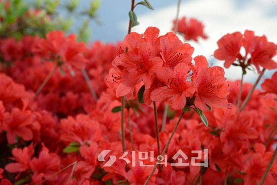 [포토]붉게 물든 철쭉 동산의 봄내음