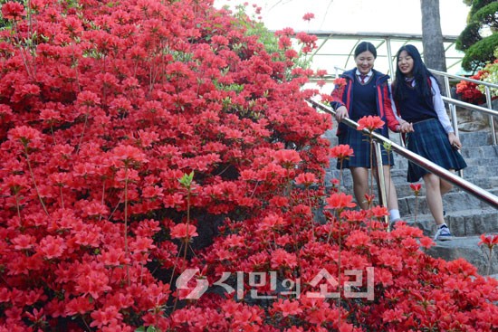 [포토]붉게 물든 철쭉 동산의 봄내음