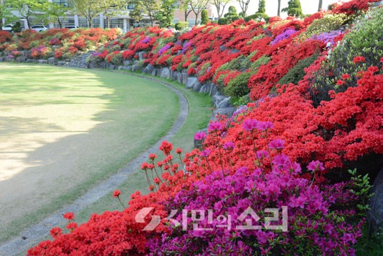 [포토]붉게 물든 철쭉 동산의 봄내음