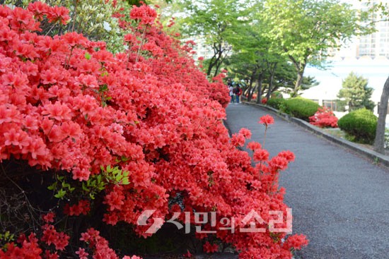 [포토]붉게 물든 철쭉 동산의 봄내음