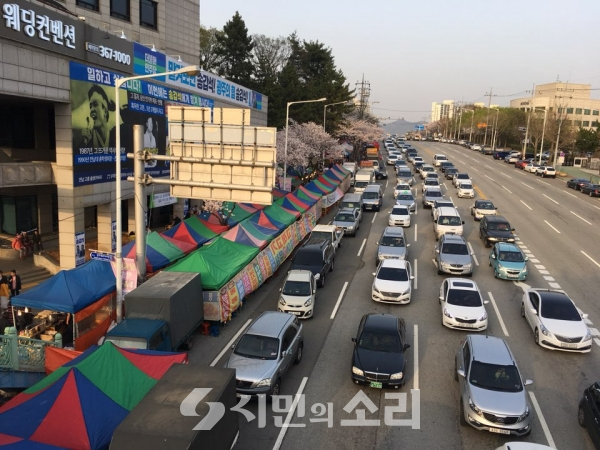 상록회관 벚꽃 만개, 인파로 북적