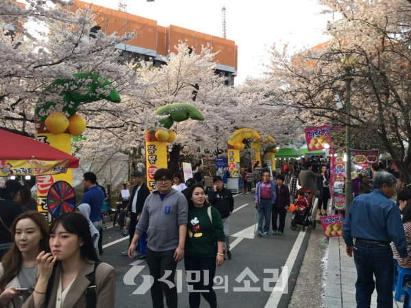 상록회관 벚꽃 만개, 인파로 북적