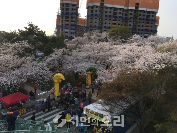 상록회관 벚꽃 만개, 인파로 북적