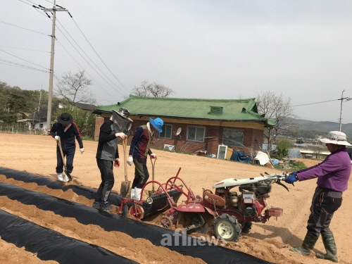 농협 인천가공사업소, 영농철 일손돕기 앞장
