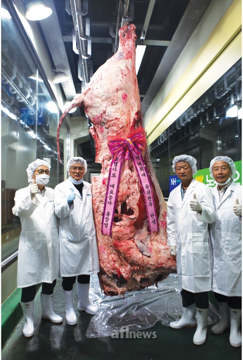 충북 풍산농장서 역대 최대 슈퍼한우 탄생