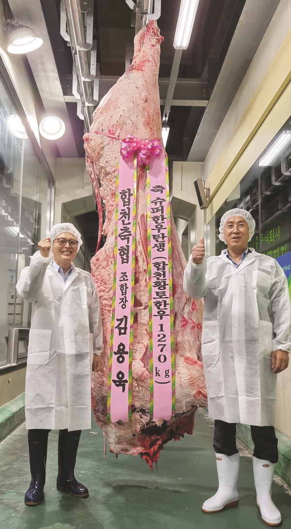 합천축협 혈통보존사업장서 슈퍼한우 탄생