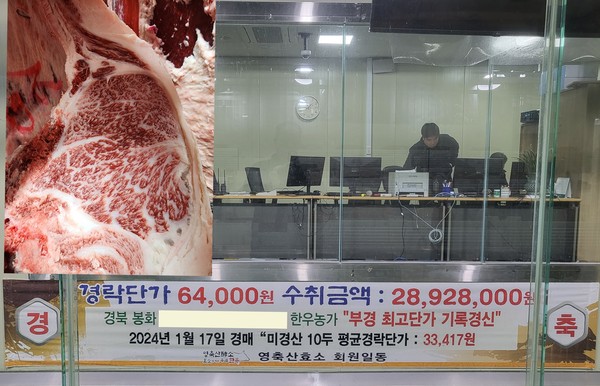 부경축공 한우 암소 경매가 역대 최고가 갱신