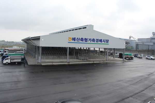 예산축협, 새 시장서 송아지 첫경매