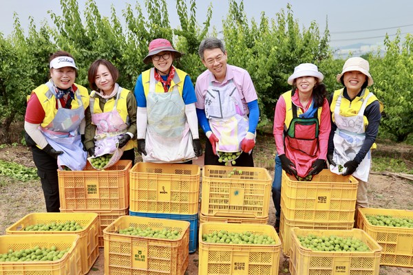 동광양농협-NH농협광양시지부, 매실 수확철 맞아 농가 일손돕기 나서