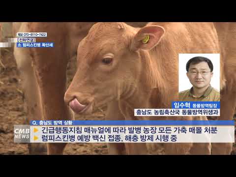 [전화연결] 소 럼피스킨병 확산 지속… 충남도, 총력 대응